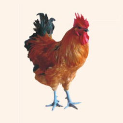 鎮江浩順欣喜養殖合作社 專業家禽家畜養殖的領航者